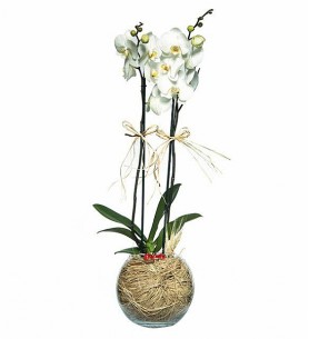 Akvaryum Vazoda 2 Dal Orkide Çiçeği